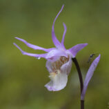 Norne (Calypso bulbosa)