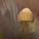 Orabgehütiger Häubling