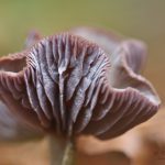 Violetter Lacktrichterling