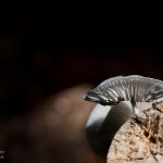 Pilz