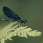 Blauflügelige Prachtlibelle