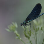 Blauflügel Prachtlibelle