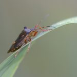 Rotbeinige Baumwanze