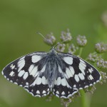 Schachbrettfalter