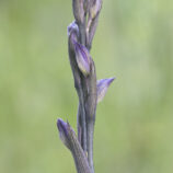 Violetter Dingel (Limodorum abortivum)
