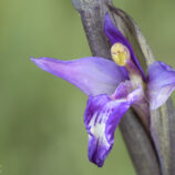 Violetter Dingel (Limodorum abortivum)