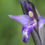Violetter Dingel (Limodorum abortivum)