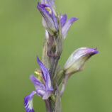 Violetter Dingel (Limodorum abortivum)