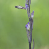 Violetter Dingel (Limodorum abortivum)