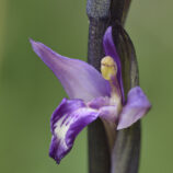Violetter Dingel (Limodorum abortivum)