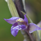 Violetter Dingel (Limodorum abortivum)