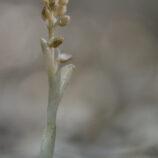 Vogel-Nestwurz (Neottia nidus-avis)