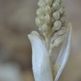 Vogel-Nestwurz (Neottia nidus-avis)