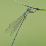 GemeineWeidenjungfer