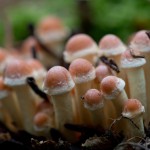 Ziegelroter Schwefelkopf