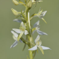 Zweiblättrige Waldhyazinthe (Platanthera bifolia)