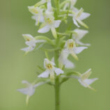 Zweiblättrige Waldhyazinthe (Platanthera bifolia)
