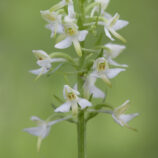Zweiblättrige Waldhyazinthe (Platanthera bifolia)