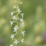 Zweiblättrige Waldhyazinthe (Platanthera bifolia)