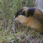 Berglemming