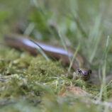 Blindschleiche