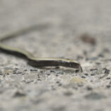 Blindschleiche