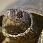 Europäische Sumpfschildkröte