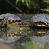 Europäische Sumpfschildkröte