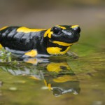 Feuersalamander