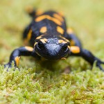 Feuersalamander