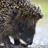 Igel