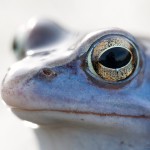 Moorfrosch
