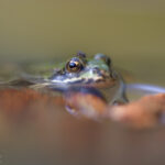 Teichfrosch