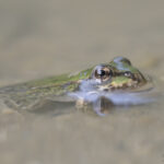 Teichfrosch