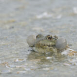 Teichfrosch