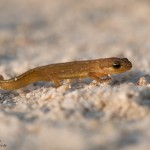 Teichmolch
