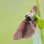 Veränderliche Krabbenspinne