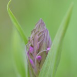 Fleischfarbenes Knabenkraut