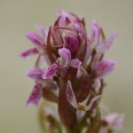 Fleischfarbenes Knabenkraut