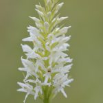 Fuchsknabenkraut