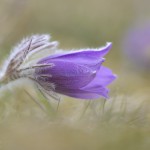 Küchenschelle