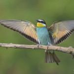 Bienenfresser