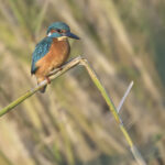 Eisvogel