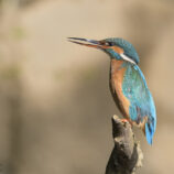 Eisvogel