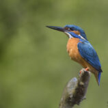 Eisvogel