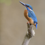 Eisvogel