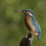 Eisvogel