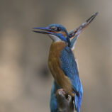 Eisvogel