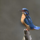 Eisvogel