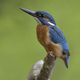 Eisvogel